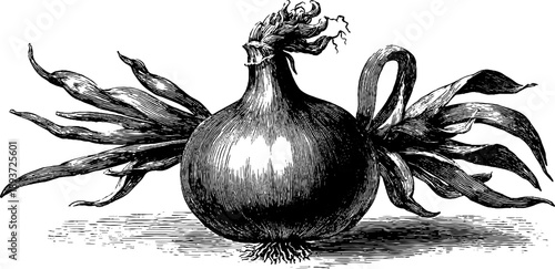 Vintage botanical study of shallot bulb - 19th century engraving for retro design and print