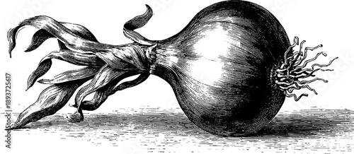 Shallot bulb botanical study from 19th century vintage engraving