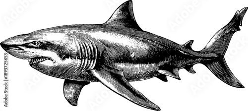 Vintage shark tooth fossil specimen engraving from 19th century for botanical design