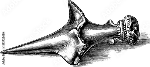 Antique shark tooth fossil botanical sketch from 19th century