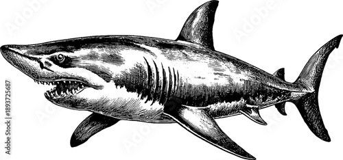 Shark tooth fossil and botanical specimen vintage engraving for retro design