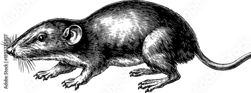 Vintage botanical illustration of shrew small mammal - retro hand drawn engraving art