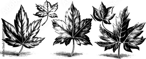 Vintage botanical leaf classification engraving for retro design and art projects