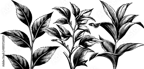 Vintage botanical leaf classification engraving for design and decoration