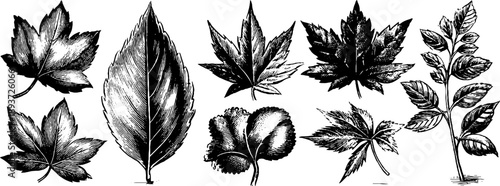 Vintage botanical leaf classification sketch for nature study and design