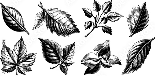 Vintage botanical leaf classification for design and decoration