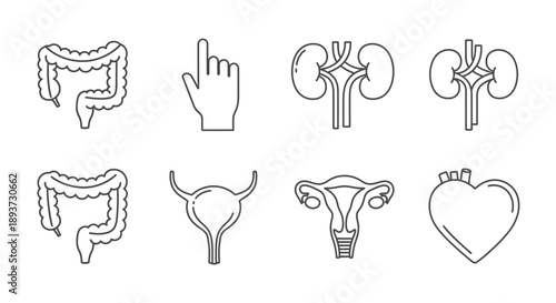 Human Organ Outline Icons Set – Medical Anatomy Symbols for Healthcare, Biology & Education Design