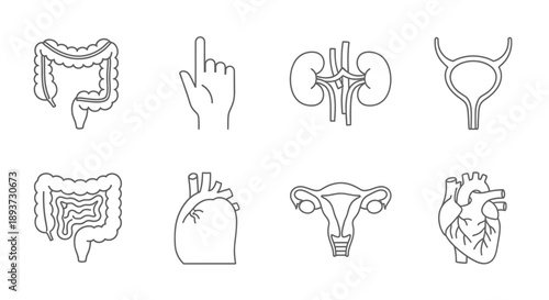 Human Organ Outline Icons Set – Medical Anatomy Symbols for Healthcare, Biology & Education Design