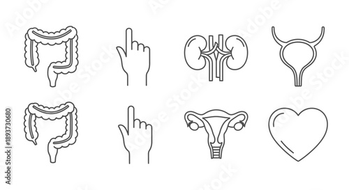 Human Organ Outline Icons Set – Medical Anatomy Symbols for Healthcare, Biology & Education Design