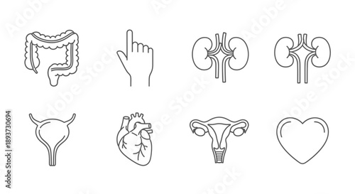 Human Organ Outline Icons Set – Medical Anatomy Symbols for Healthcare, Biology & Education Design