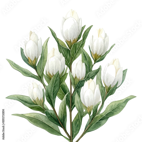 Aztec Lily Branch, watercolor painting capturing graceful lines and soft blended shades, isolated on a white background.