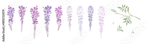 Tableau sur toile Watercolor purple wisteria flowers and leaves elements set-300dpi-
