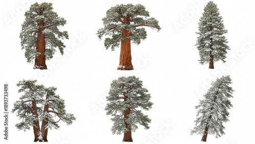 Collection of snow-covered trees viewed from various angles