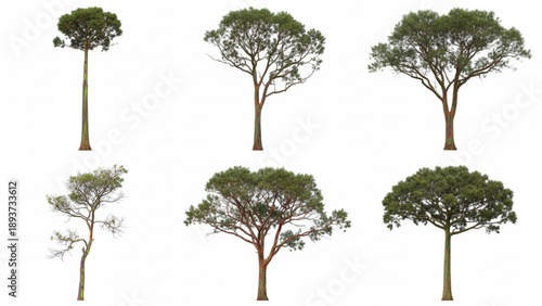 Collection of diverse tree silhouettes against a transparent background from various viewpoints