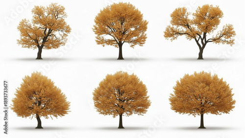 Six orange trees with varying leaf density and branch structure displayed
