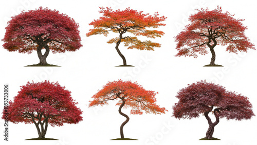 Six trees with vibrant foliage in various autumn colors