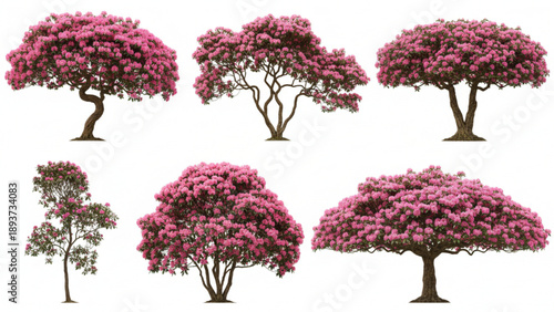 Collection of various blooming pink flowering trees isolated on white