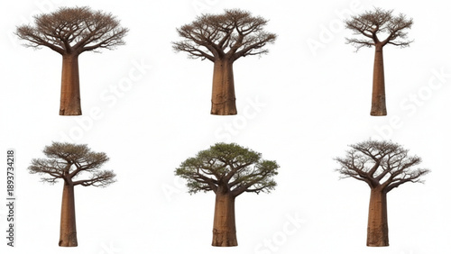 Collection of Diverse Baobab Trees Showcasing Various Forms and Seasons