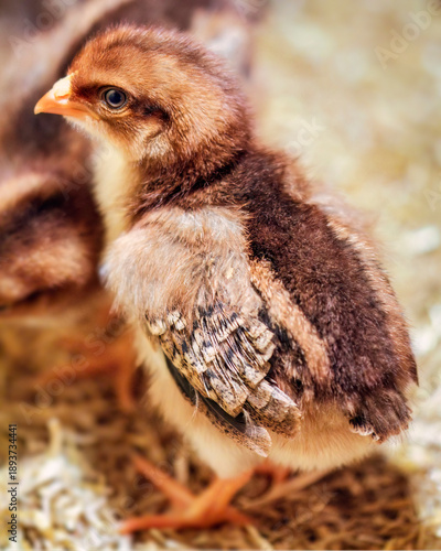 Nahaufnahme eines stehenden Hühnerkükens in einem Brutkasten