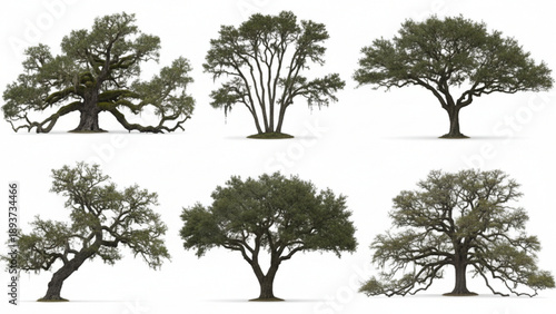 Collection of diverse oak trees with lush green foliage on white background