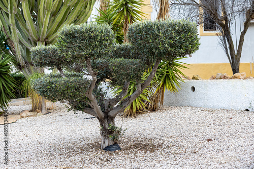 фотографія A sculpted, multi-tiered topiary olive tree in a Mediterranean garden setting with white pebbles