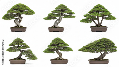 Diverse collection of beautifully sculpted miniature bonsai trees against a clean white background