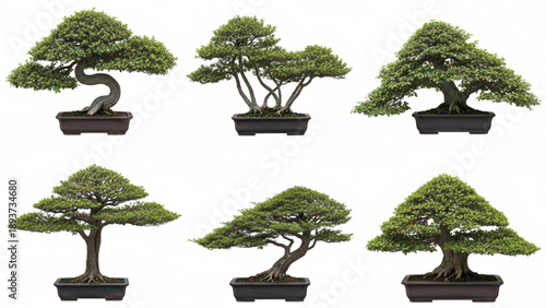 Collection of diverse miniature bonsai trees showcasing ancient horticultural art and cultivation