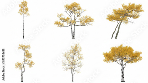 Set of six different birch trees with yellow leaves on white background