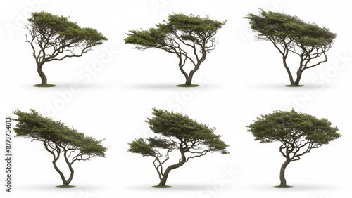 Collection of diverse green trees showcasing various natural forms and shapes