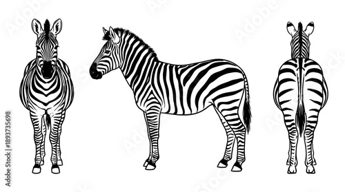 Zebra Illustration, Animal Art, Nature Study, Graphic Design, Black & White
