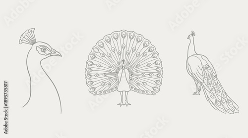 Peacocks in Artistic Display, Graphic Design, Minimalism