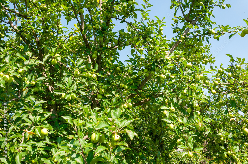 Obraz premium close up of apple with green leaves