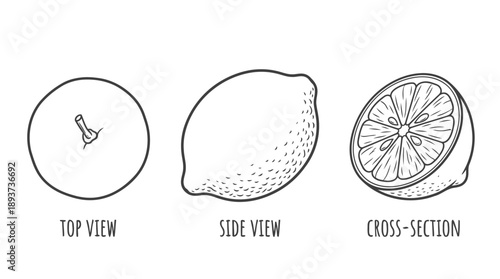 Top, Side, and Cross-Section Views, Fresh Food