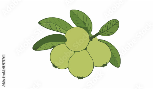 Botanical green guava fruit flat vector illustration tropical plant isolated on white background