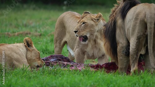 A female lion feeding in the African bushveld, capturing focused chewing, blood-streaked muzzle, and natural carnivore behavior under golden daylight during a safari game drive — raw and real wildlife