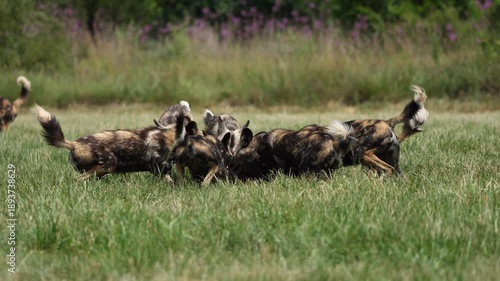 Slow-motion footage of African wild dogs rapidly dismembering and devouring a fresh kill, capturing coordinated pack behavior, raw feeding frenzy, and survival instincts in the bushveld during a high-
