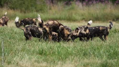 Slow-motion footage of African wild dogs rapidly dismembering and devouring a fresh kill, capturing coordinated pack behavior, raw feeding frenzy, and survival instincts in the bushveld