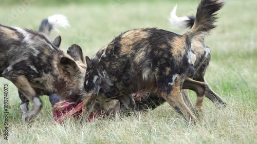 Slow-motion footage of African wild dogs rapidly dismembering and devouring a fresh kill, capturing coordinated pack behavior, raw feeding frenzy, and survival instincts in the bushveld