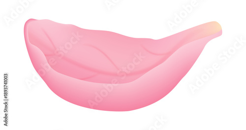 Single realistic pink rose petal isolated on white background. Perfect for floral design, beauty branding, cosmetic packaging and romantic compositions.