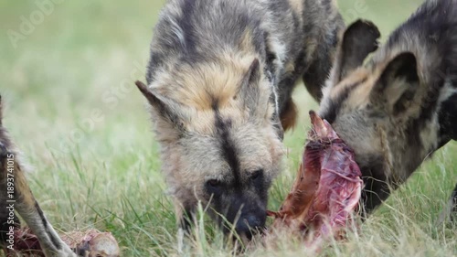 Slow-motion footage of African wild dogs rapidly dismembering and devouring a fresh kill, capturing coordinated pack behavior, raw feeding frenzy, and survival instincts in the bushveld