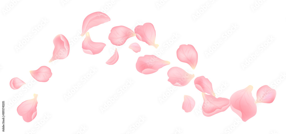 Fototapeta premium Soft realistic pink flower petals flying in elegant arc. Romantic floral elements isolated on white background, perfect for wedding, love and spring designs
