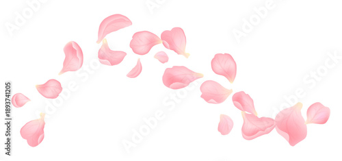 Soft realistic pink flower petals flying in elegant arc. Romantic floral elements isolated on white background, perfect for wedding, love and spring designs