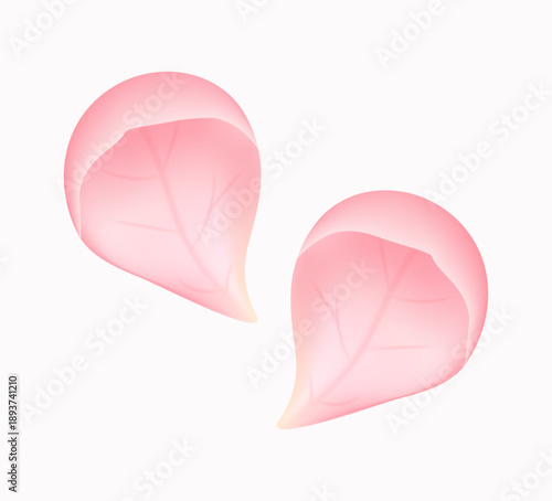 Two soft realistic pink flower petals isolated on white background. Minimal floral elements for romantic, cosmetic, wedding and natural design projects