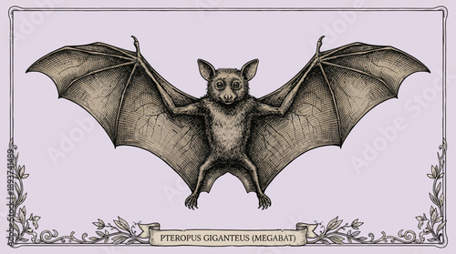 Vintage Megabat (Pteropus Giganteus) Scientific Illustration. Antique Indian Flying Fox Drawing with Detailed Spread Wings and Decorative Border.