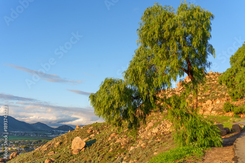 Wallpaper Mural Scenic Mount Rubidoux Trail with Pepper Tree and Cross in Riverside Torontodigital.ca