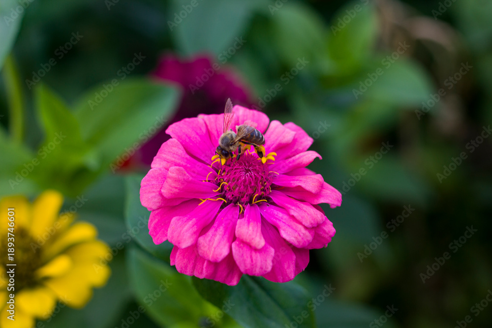 Fototapeta premium close up of pink chrysanthemum flower with bee on green background
