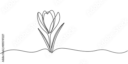 line art, bouquet of flowers crocus spring and summer, drawing with one line. vector illustration white background, Spring crocus flower in continuous line art drawing style. Minimalist black linear.