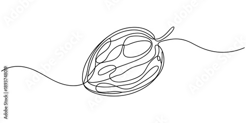 betel nut continuous one line drawing, areca nut, scientific name Areca catechu, isolated on white background, Vector illustration, green, Collection of betel nut icons, editable and resizable vector.