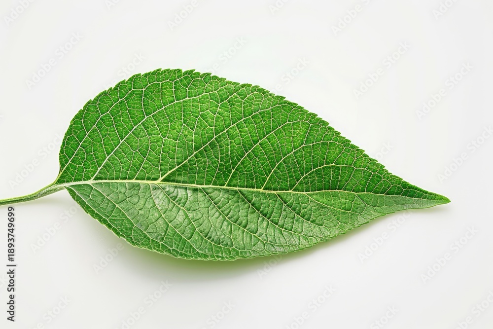 Obraz premium Close-up of a vibrant green leaf with intricate vein patterns against a plain white background