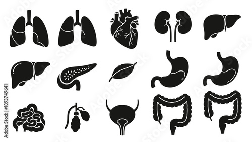 Human Organs Anatomy Icons Set Illustration.